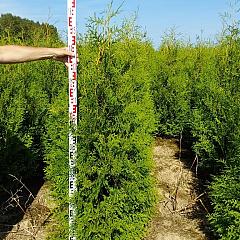 Thuja occ. 'Brabant'