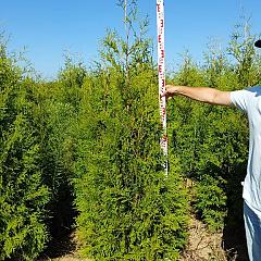 Thuja occ. 'Brabant'