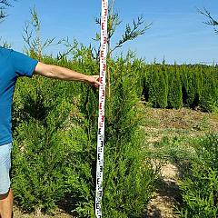Thuja pl. 'Atrovirens'