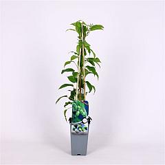 Actinidia arguta 'Issai'