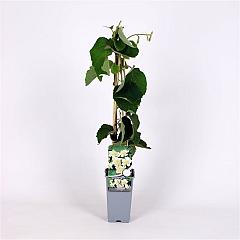Actinidia deliciosa 'Atlas'