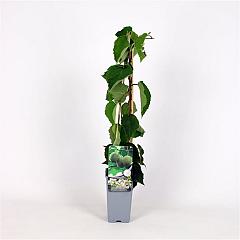 Actinidia deliciosa 'Hayward'