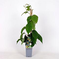 Actinidia deliciosa 'Jenny'