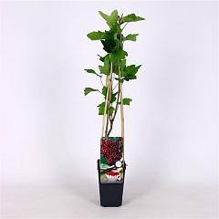 Ribes r. 'Rovada'