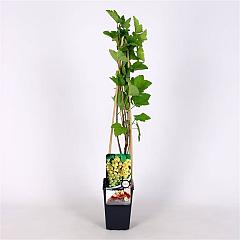 Ribes rub. 'Witte Hollander'