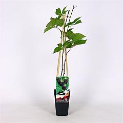 Rubus Boysenberry