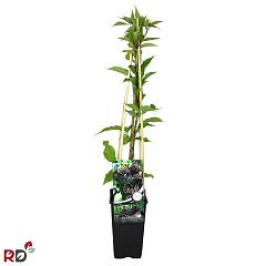 Sambucus nigra 'Haschberg'