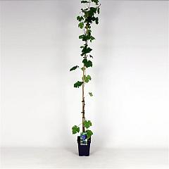 Vitis 'Boskoop Glory'