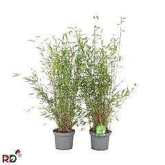 Fargesia nitida 'Gansu 95/2'