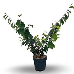 Hamamelis int. 'Pallida'