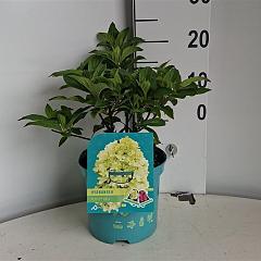 Hydrangea pan. 'Polar Bear'