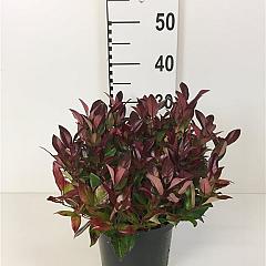 Leucothoe 'Zeblid'