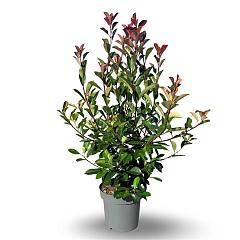 Photinia fraseri 'Red Robin'
