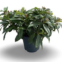 Viburnum davidii