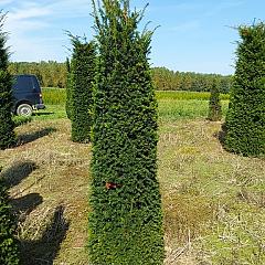 Taxus baccata