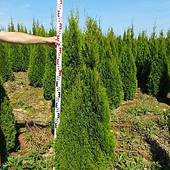 Thuja occ. 'Smaragd'