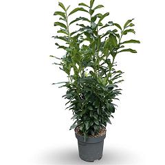 Prunus l. 'Genolia'(R)