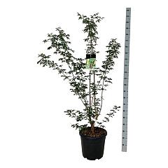 Acer griseum