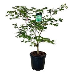 Acer japonicum 'Aconitifolium'