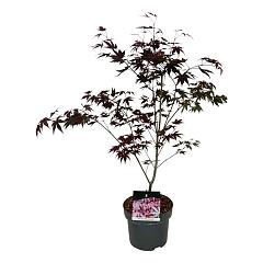 Acer pal. 'Atropurpureum'