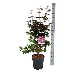 Acer pal. 'Atropurpureum'