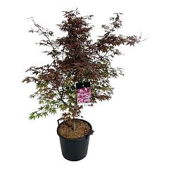 Acer pal. 'Atropurpureum'