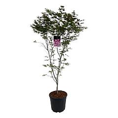 Acer pal. 'Atropurpureum'