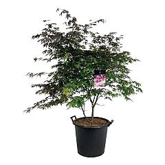 Acer pal. 'Atropurpureum'
