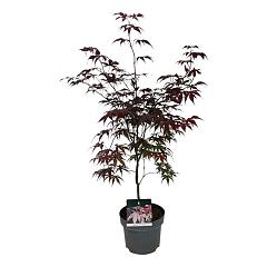 Acer pal. 'Bloodgood'