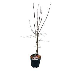Acer pal. 'Bloodgood'