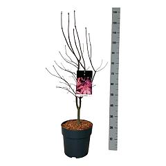 Acer pal. 'Bloodgood'