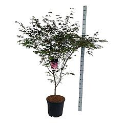 Acer pal. 'Bloodgood'