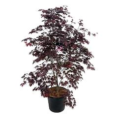 Acer pal. 'Bloodgood'