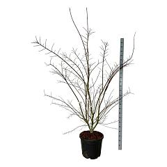 Acer pal. Brown Sugar P.B.R.