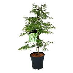 Acer pal. 'Dissectum'