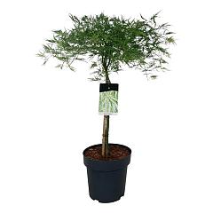 Acer pal. 'Dissectum'