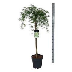 Acer pal. 'Dissectum'