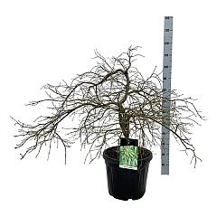 Acer pal. 'Dissectum'