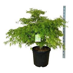 Acer pal. 'Dissectum'