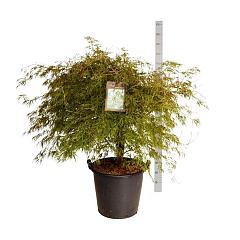 Acer pal. 'Dissectum'