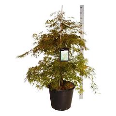 Acer pal. 'Dissectum'