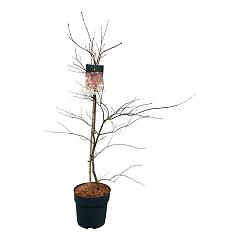 Acer pal. 'Garnet'