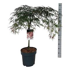 Acer pal. 'Garnet'