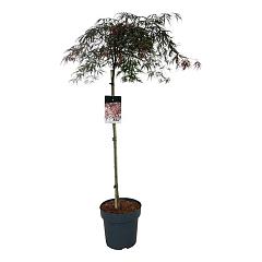Acer pal. 'Garnet'