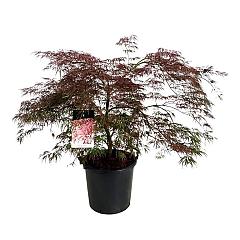 Acer pal. 'Garnet'