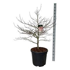 Acer pal. 'Garnet'