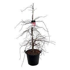 Acer pal. 'Garnet'
