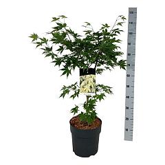 Acer pal. 'Osakazuki'