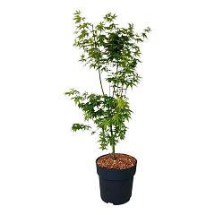 Acer pal. 'Silhouette' PBR
