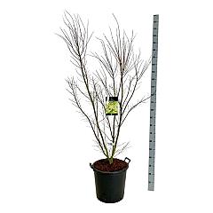 Acer pal. 'Silhouette' PBR